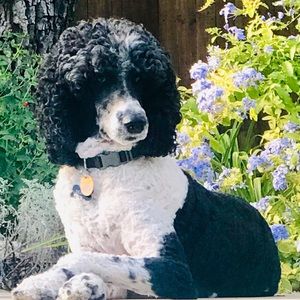 Meet your Posher, Tami